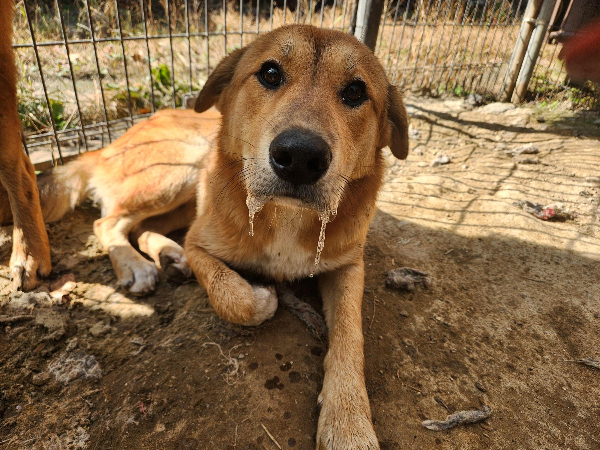 광주TNR동물병원초월_441554202501696